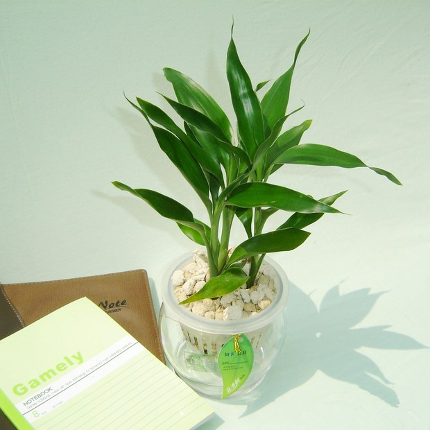水培植物爛根怎么辦？綠植租擺爛根原因及處理方法詳解